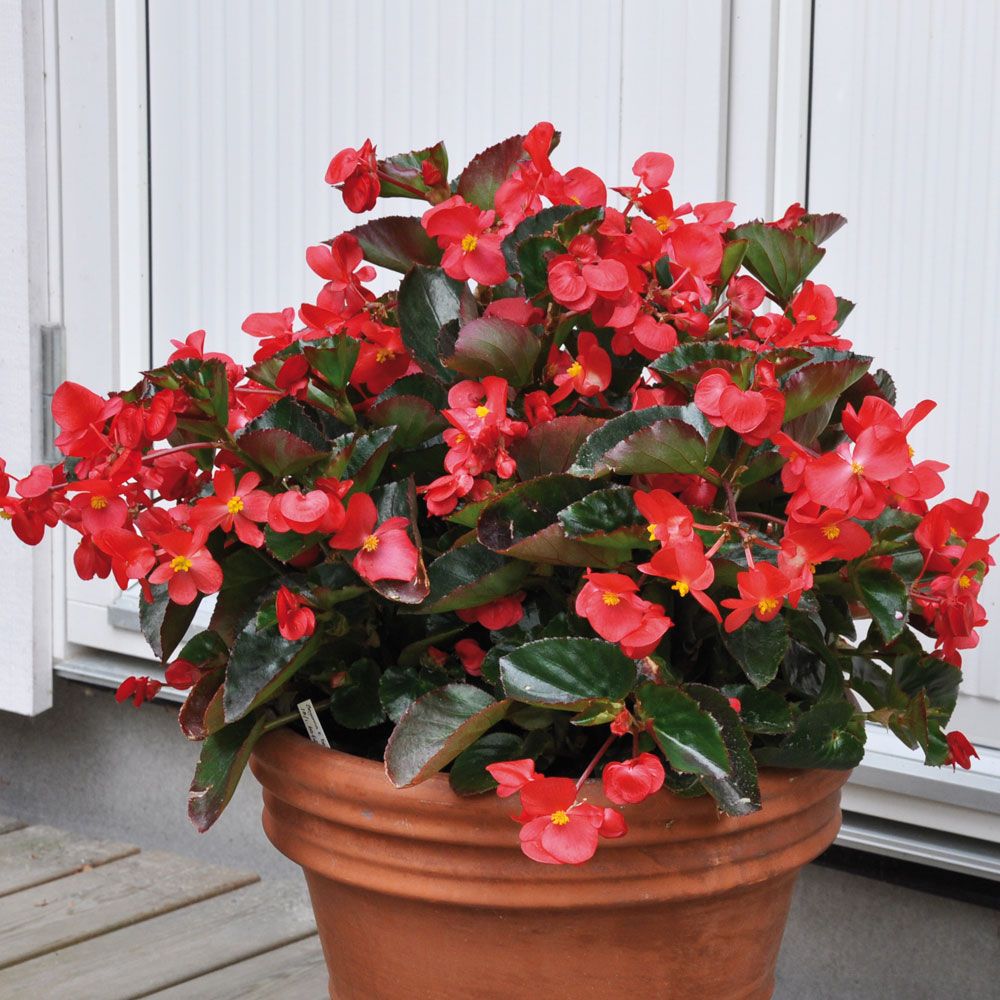 Begonia 'Big Red with Green Leaf' ryhmässä Siemenet / Yksivuotiset kukat @ Impecta Fröhandel (54)