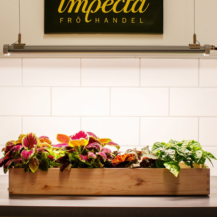 LED-valaisin 60 cm 40 W Start ryhmässä Lisätarvikkeet / Kasvivalaistus @ Impecta Fröhandel (55828)
