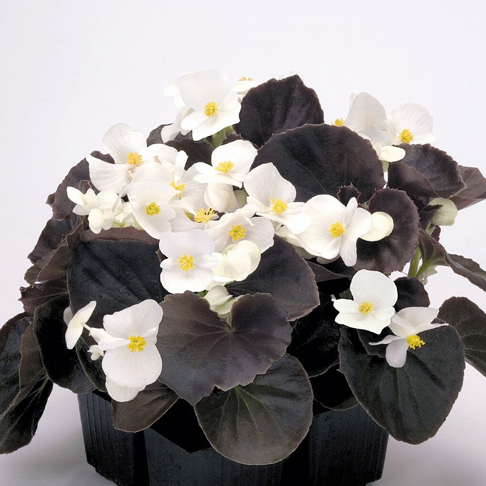 Kesäbegonia F1 'Nightlife' ryhmässä Siemenet / Yksivuotiset kukat @ Impecta Fröhandel (57)