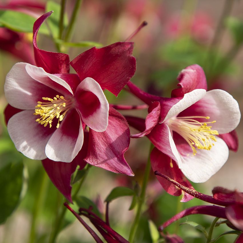 Jaloakileija F1 'Earlybird Red White' ryhmässä Siemenet / Perennat @ Impecta Fröhandel (60407)