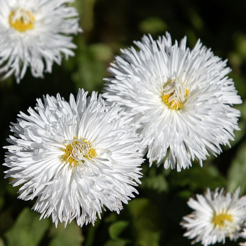 Kaunokainen 'Habanera White', Upeita, puhtaanvalkoisia, suuria, kerrannaisia kukkia.
