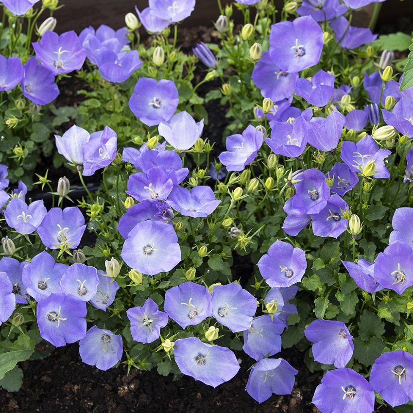 Karpaattienkello F1 'Rapido Blue' ryhmässä Siemenet / Perennat @ Impecta Fröhandel (60902)