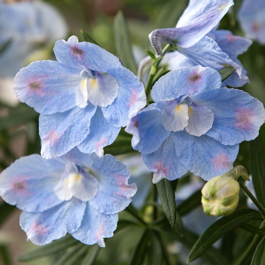 Kiinanritarinkannus 'Summer Blues', Taivaansiniset, suuret kukat muodostavat hentoja terttumaisia kukintoja.