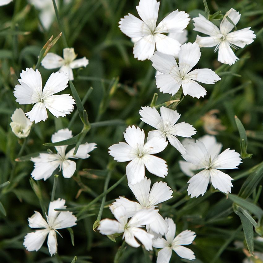 Ketoneilikka 'White', Paljon pieniä valkoisia kukkia, joissa on hapsuinen terälehtien ulkoreuna.