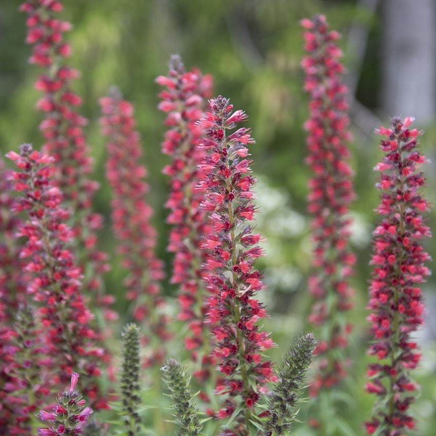 Soihtukieli 'Red Feathers' ryhmässä Siemenet / Perennat @ Impecta Fröhandel (62101)