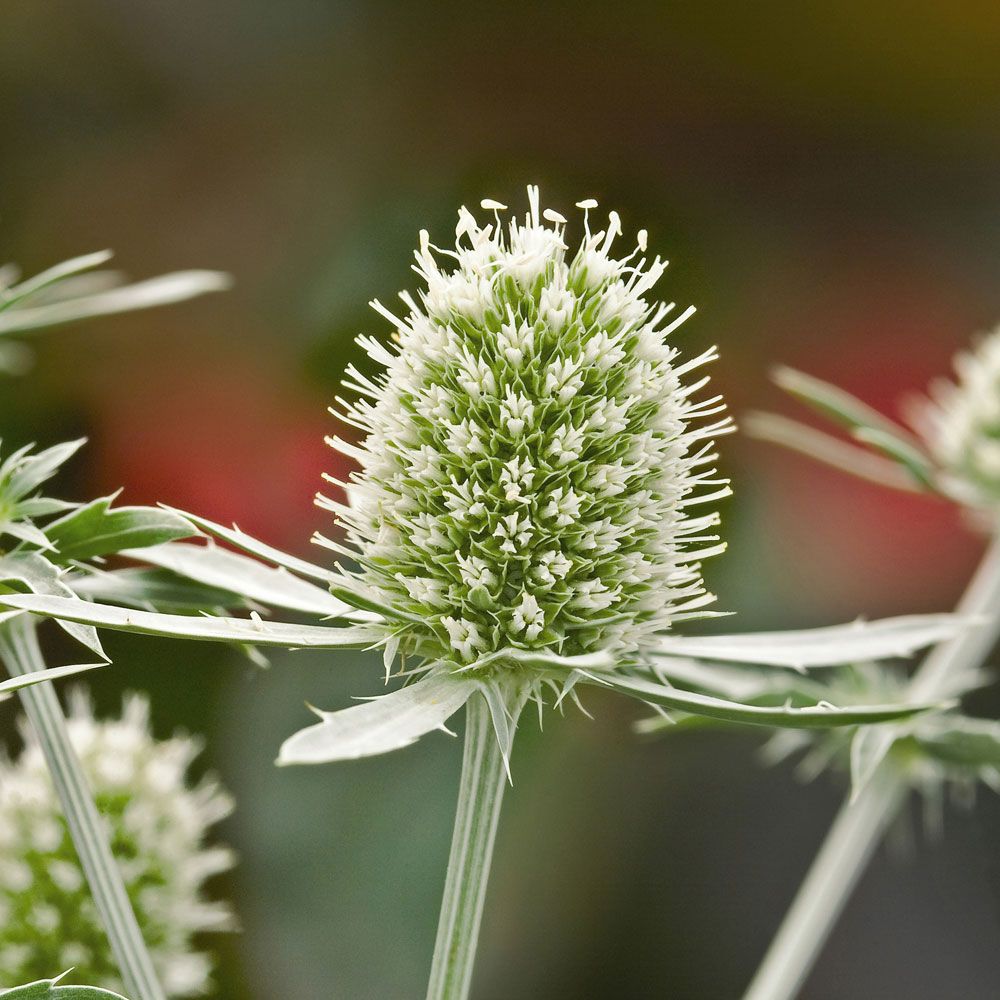 Sinipiikkiputki 'White Glitter' ryhmässä Siemenet / Perennat @ Impecta Fröhandel (62320)