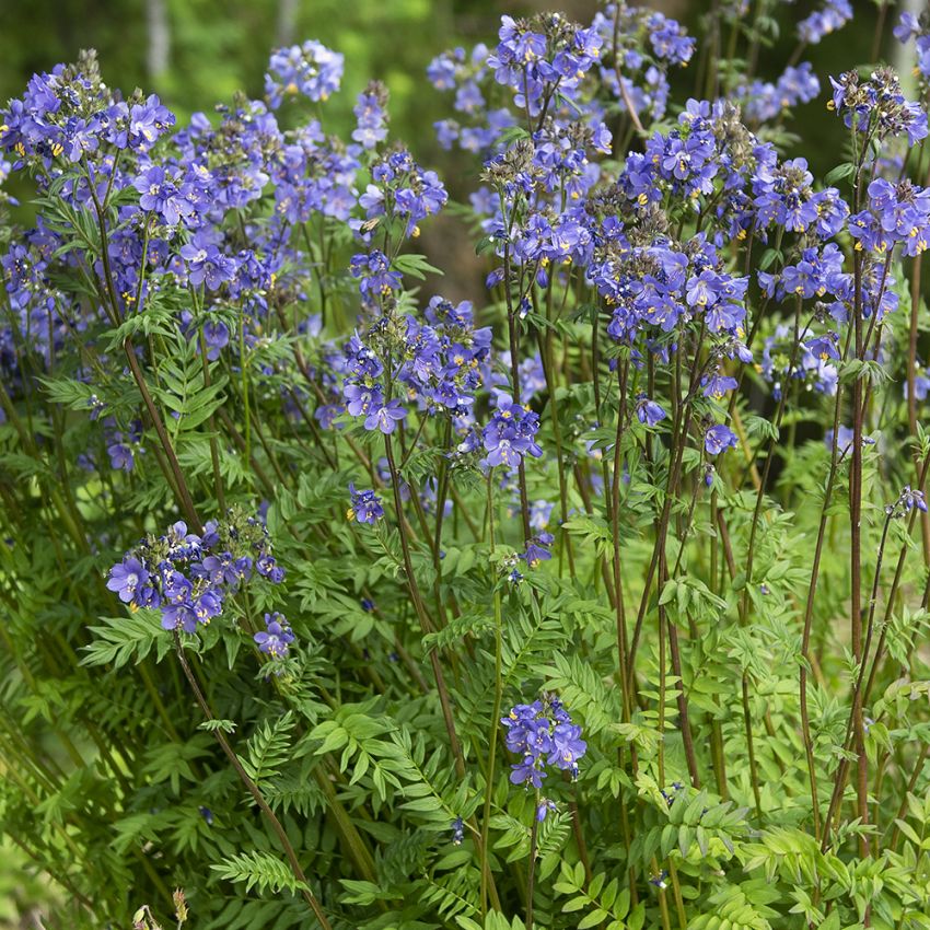 Japaninlehtosinilatva 'Purple Rain Strain' ryhmässä Siemenet / Perennat @ Impecta Fröhandel (64921)