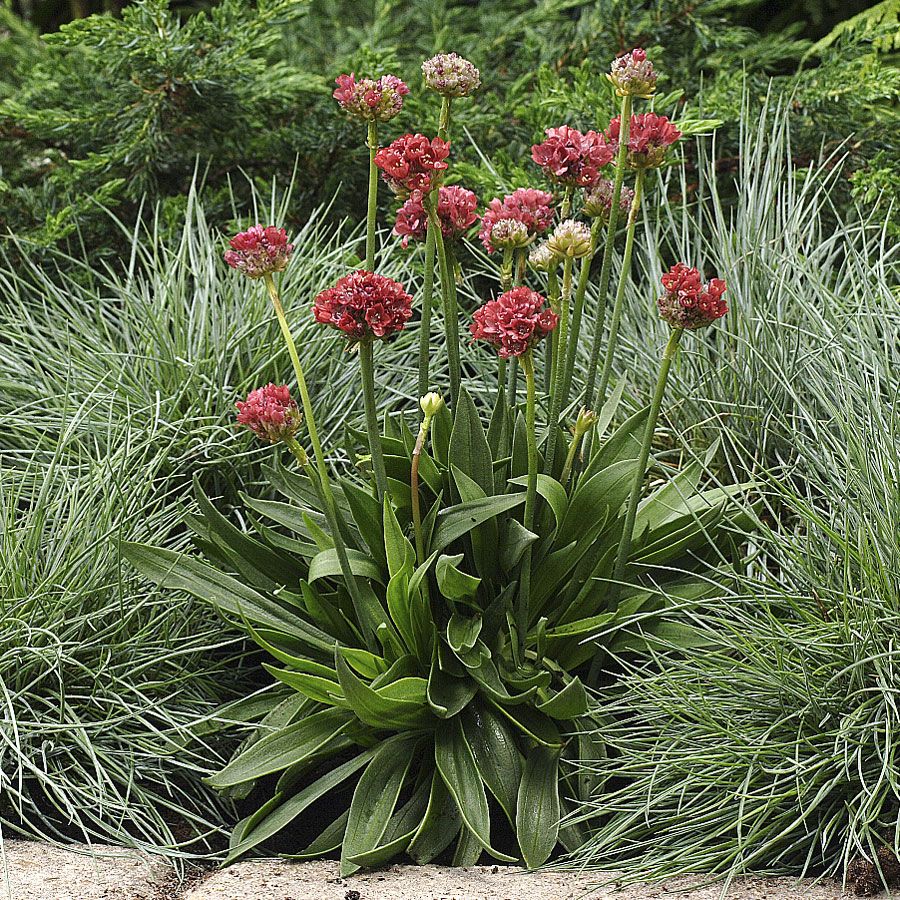 Maljalaukkaneilikka 'Ballerina Red'