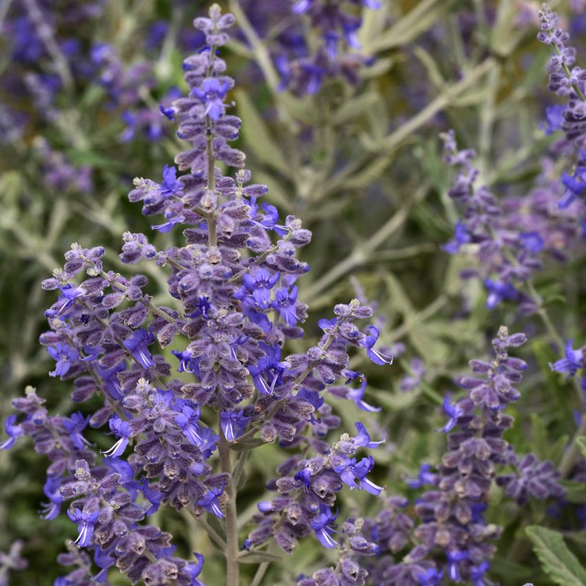 Sulkapiiska 'Blue Steel', hopeanvihreät, aromaattiset lehdet, joissa sinivioletit kukannuput, jotka peittävät lehdet.