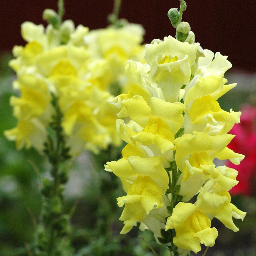 Leijonankita F1 'Rocket Lemon Yellow' ryhmässä Siemenet / Yksivuotiset kukat @ Impecta Fröhandel (80971)