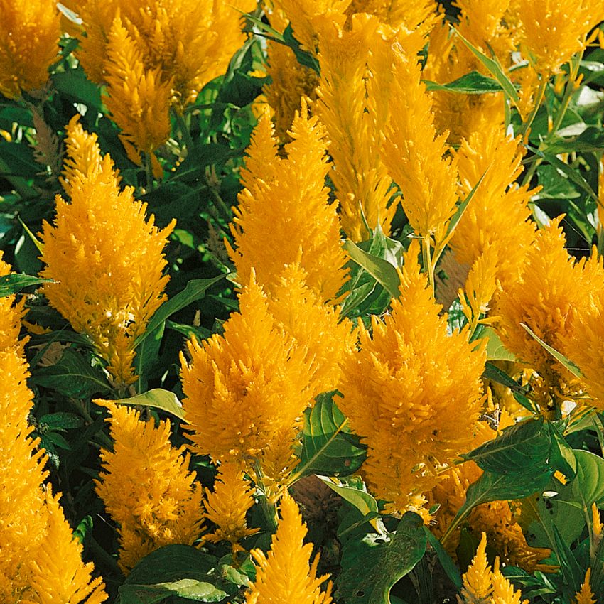 Kukontöyhtö 'Lilliput Golden Feather' ryhmässä Siemenet / Yksivuotiset kukat @ Impecta Fröhandel (81)