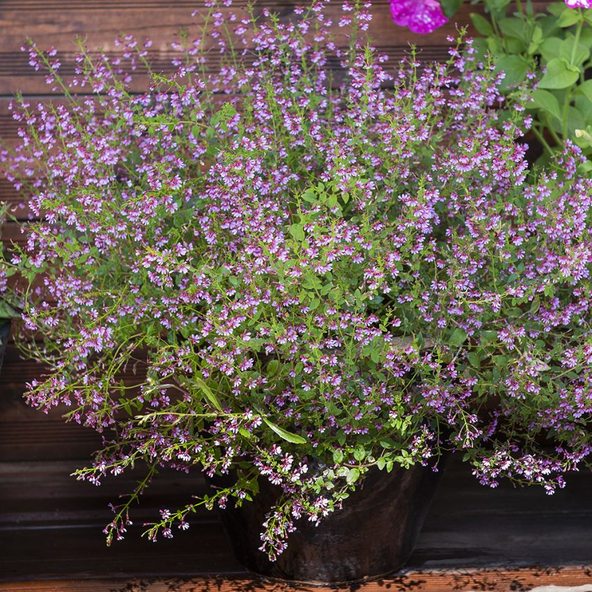 Tulitorvi 'Pink Shimmer' ryhmässä Siemenet / Yksivuotiset kukat @ Impecta Fröhandel (81182)
