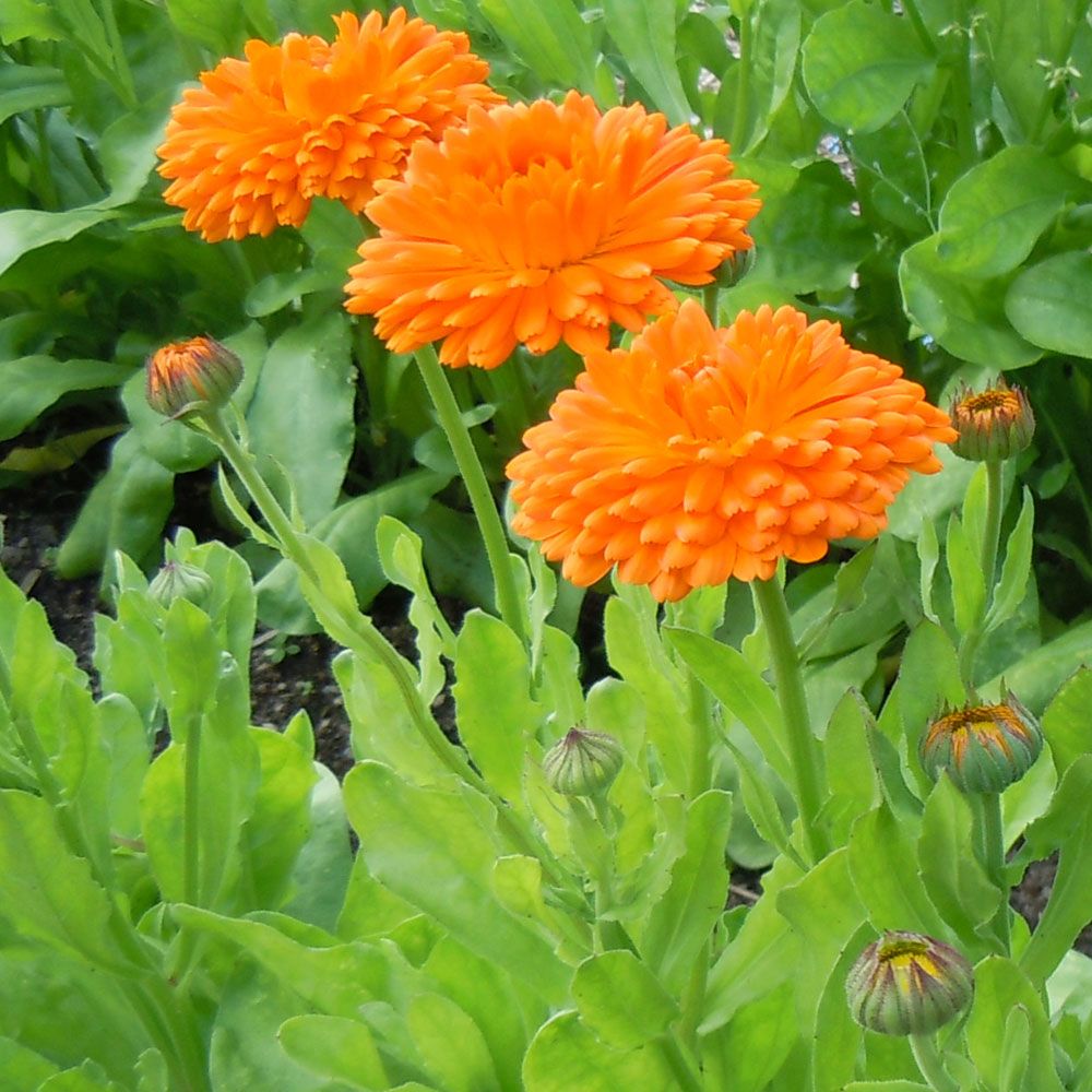 Tarhakehäkukka 'Orange King' ryhmässä Siemenet / Yksivuotiset kukat @ Impecta Fröhandel (8200)