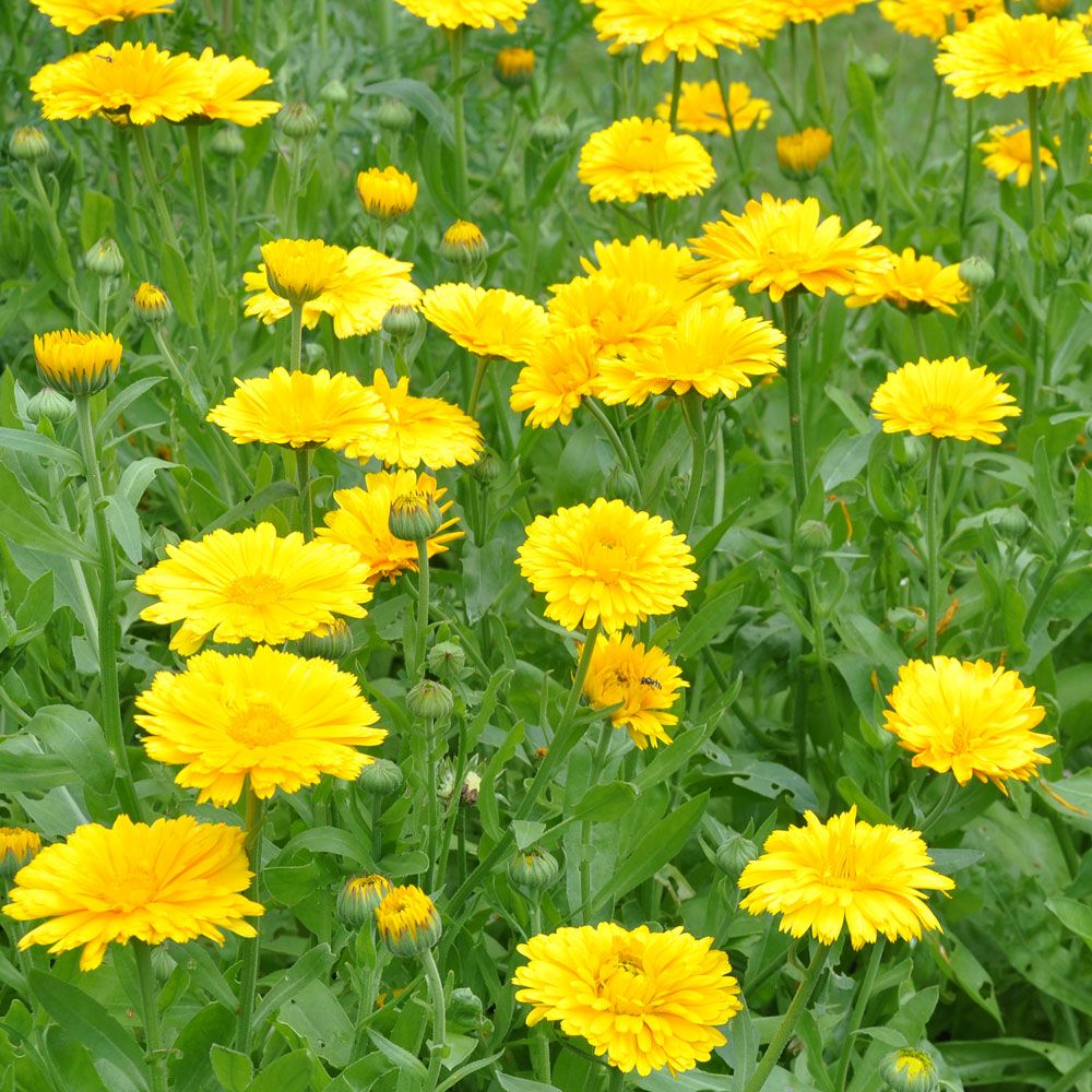 Tarhakehäkukka 'Yellow Colossal' ryhmässä Siemenet / Yksivuotiset kukat @ Impecta Fröhandel (8204)