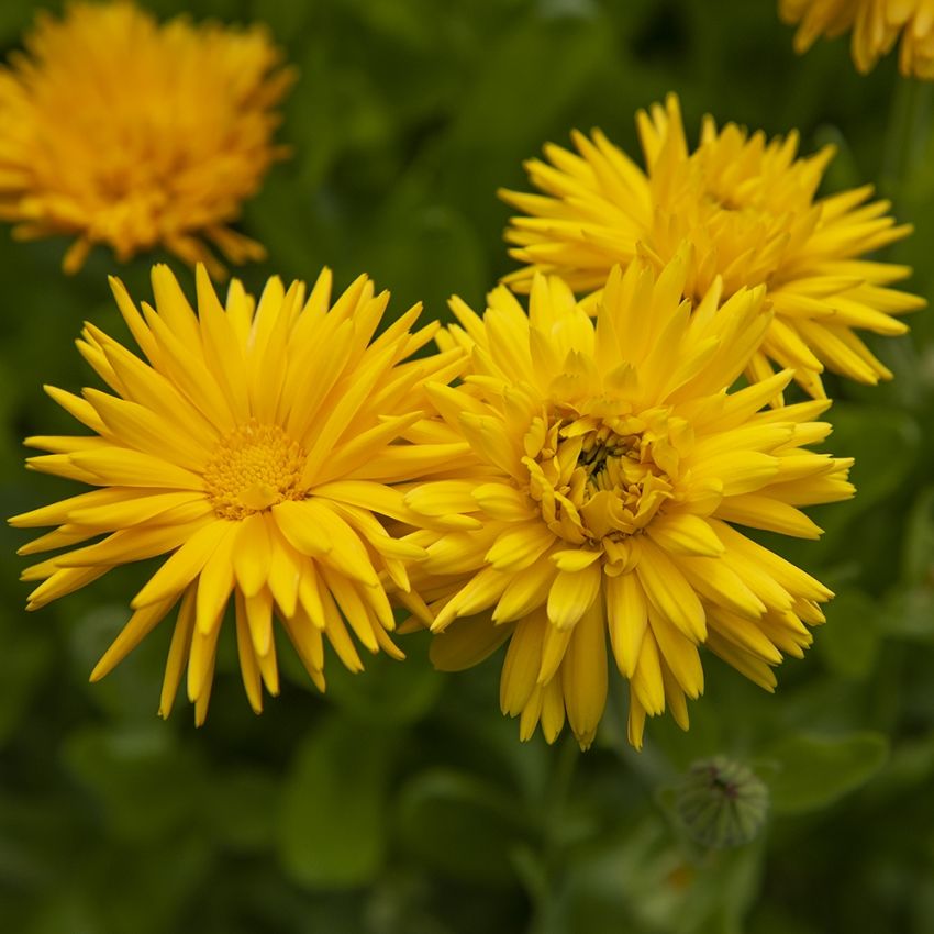 Tarhakehäkukka 'Porcupine Yellow' ryhmässä Siemenet / Yksivuotiset kukat @ Impecta Fröhandel (82041)