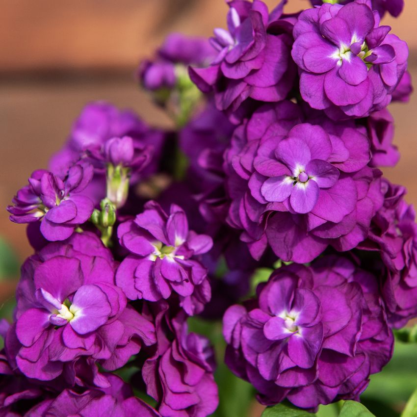Kesäleukoija 'Hot Cakes Purple', intensiivisen purppuranpunaiset, enemmän tai vähemmän kerrannaiset kukat valtikkamaisissa kukinnoissa.
