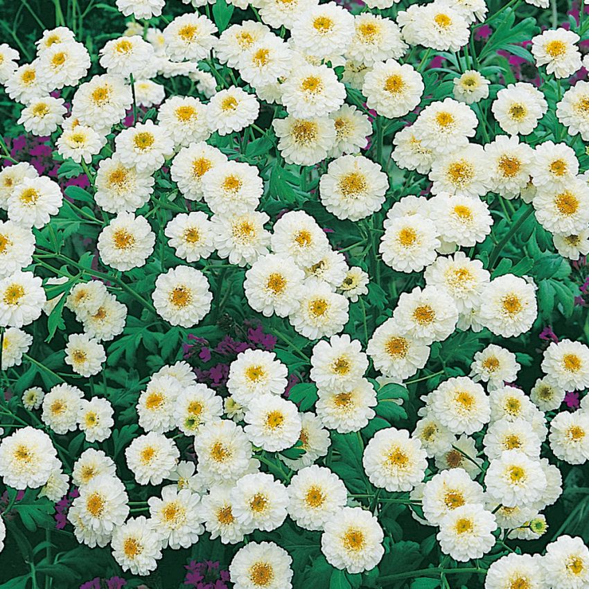 Reunuspäivänkakkara 'Tetra White Wonder' ryhmässä Siemenet / Yksivuotiset kukat @ Impecta Fröhandel (8258)