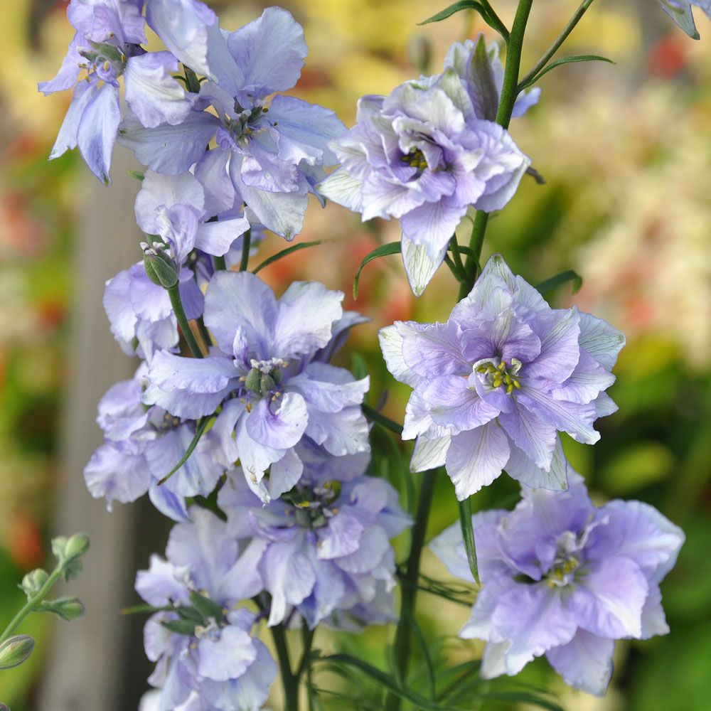 Tarhakukonkannus 'Exquisite Blue Bell' ryhmässä Siemenet / Yksivuotiset kukat @ Impecta Fröhandel (8298)