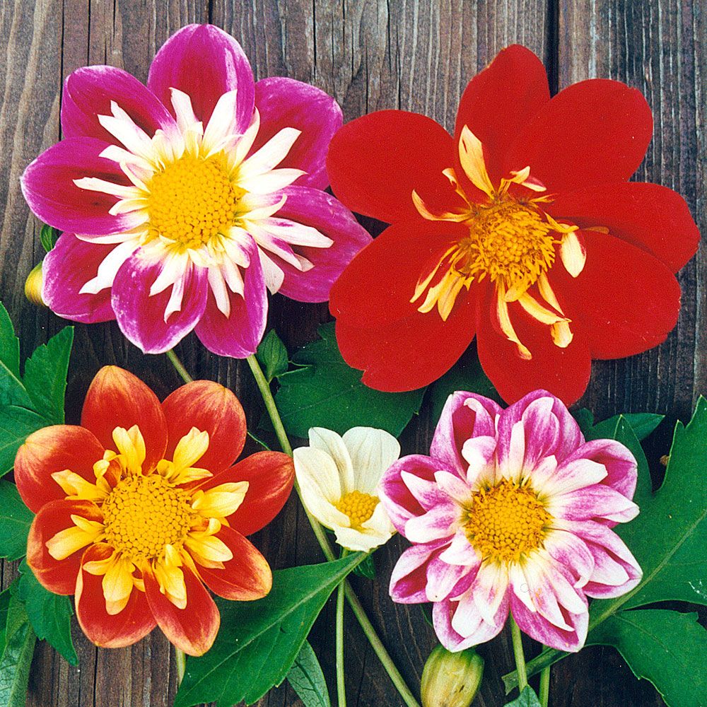 Kaulusdaalia 'Collarette Dandy' ryhmässä Siemenet / Yksivuotiset kukat @ Impecta Fröhandel (8326)