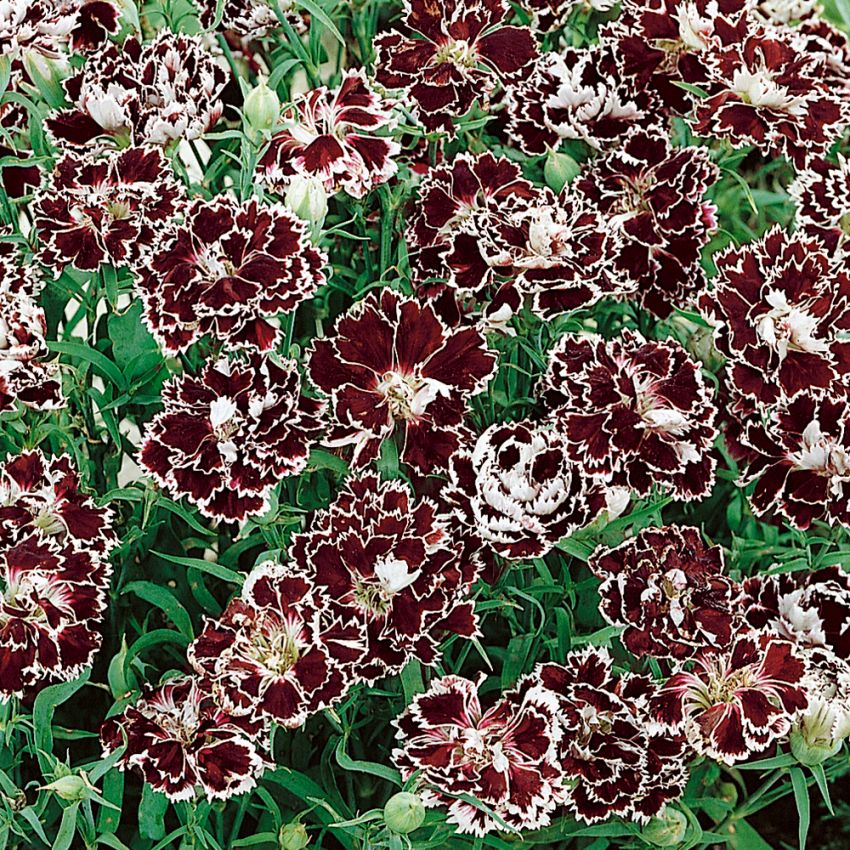 Kiinanneilikka 'Black & White Chianti'