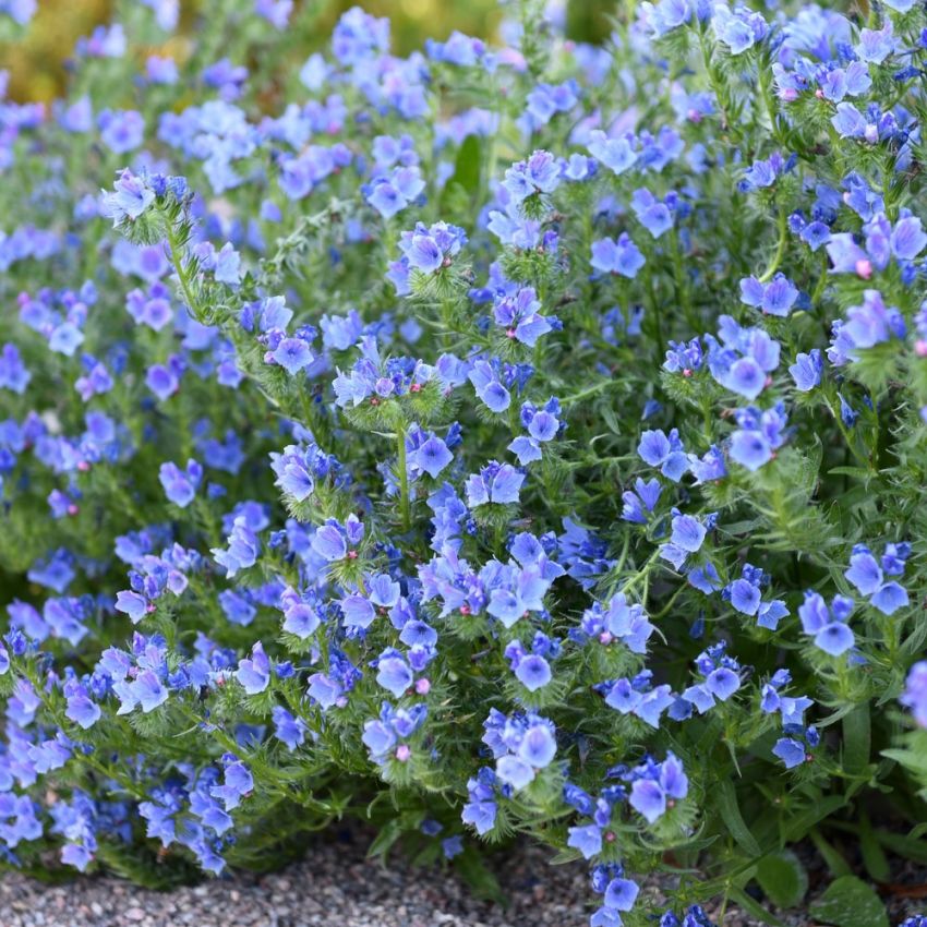Piiankieli 'Blue Bedder' ryhmässä Siemenet / Yksivuotiset kukat @ Impecta Fröhandel (8353)