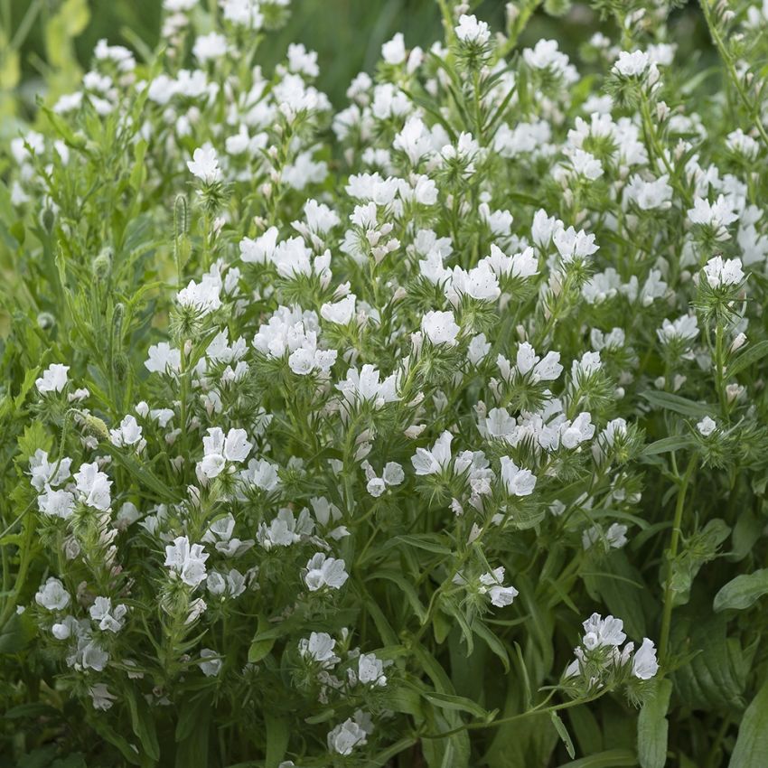 Piiankieli 'White Bedder' ryhmässä Siemenet / Yksivuotiset kukat @ Impecta Fröhandel (83533)