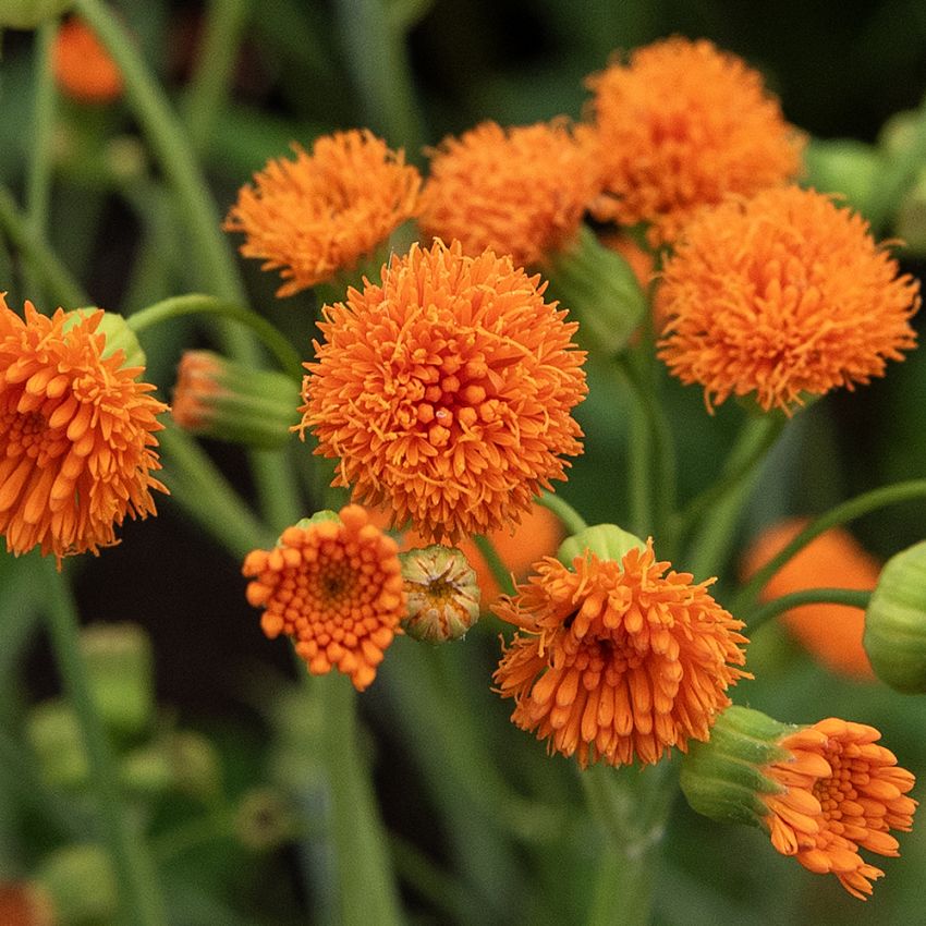 Emilia 'Irish Poet', kirkkaan oransseja, tiiviin sutimaisia kukkia kasvaa useita jokaisessa varressa.
