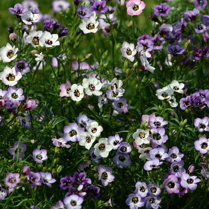 Kirjokiurunkukka 'Felicitas', pieniä kukkia valkoisena, pastellinpunaisena ja laventelinsinisenä, kaikissa tummat silmät.