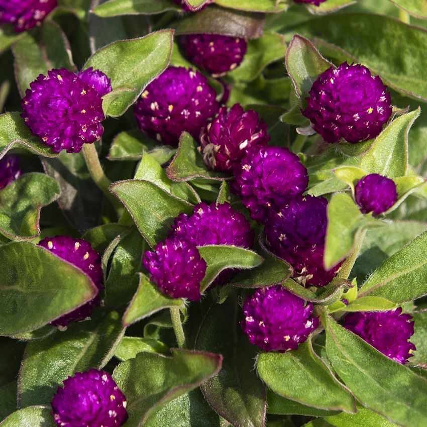 Pallohäntä 'Gnome Purple' ryhmässä Siemenet / Yksivuotiset kukat @ Impecta Fröhandel (83963)