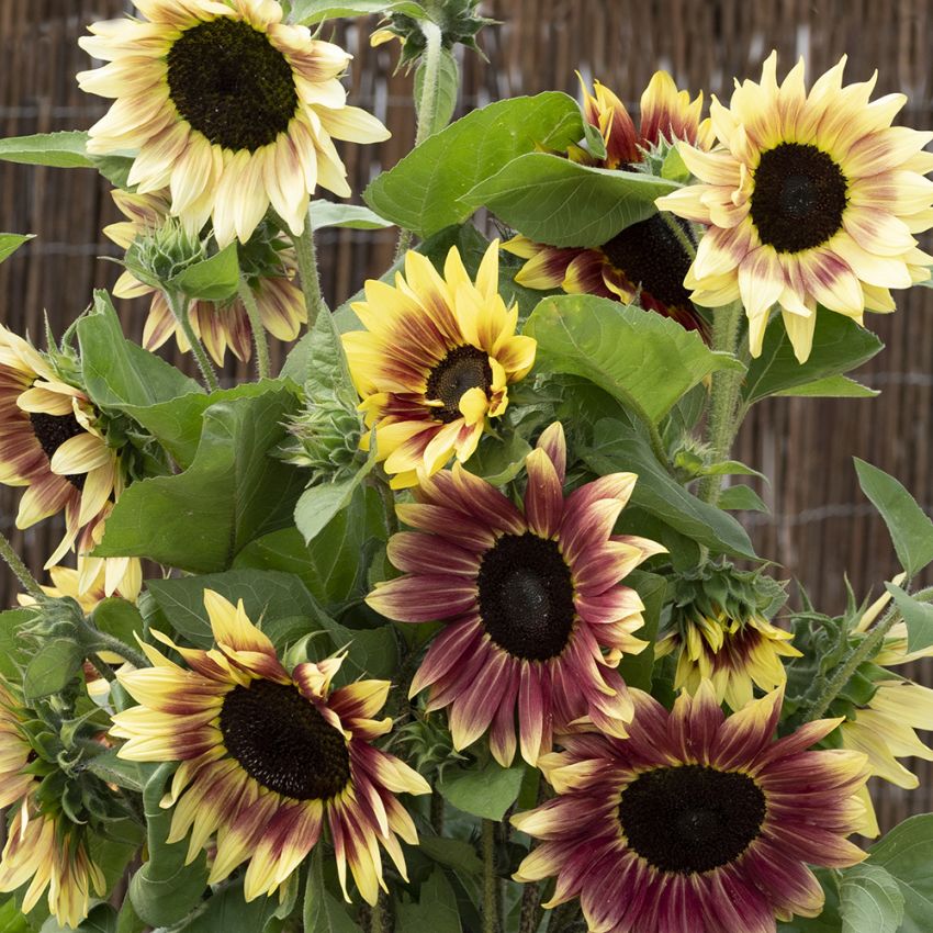 Auringonkukka 'Summer Lovin', Pastellinkeltaiset, n. 15 cm suuret kukat, joissa on tumma keskiosa.