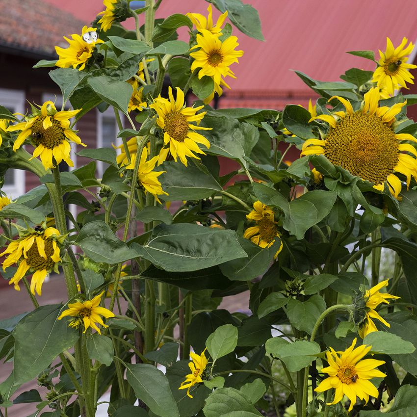 Auringonkukka 'Peredovik' ryhmässä Siemenet / Yksivuotiset kukat @ Impecta Fröhandel (84163)
