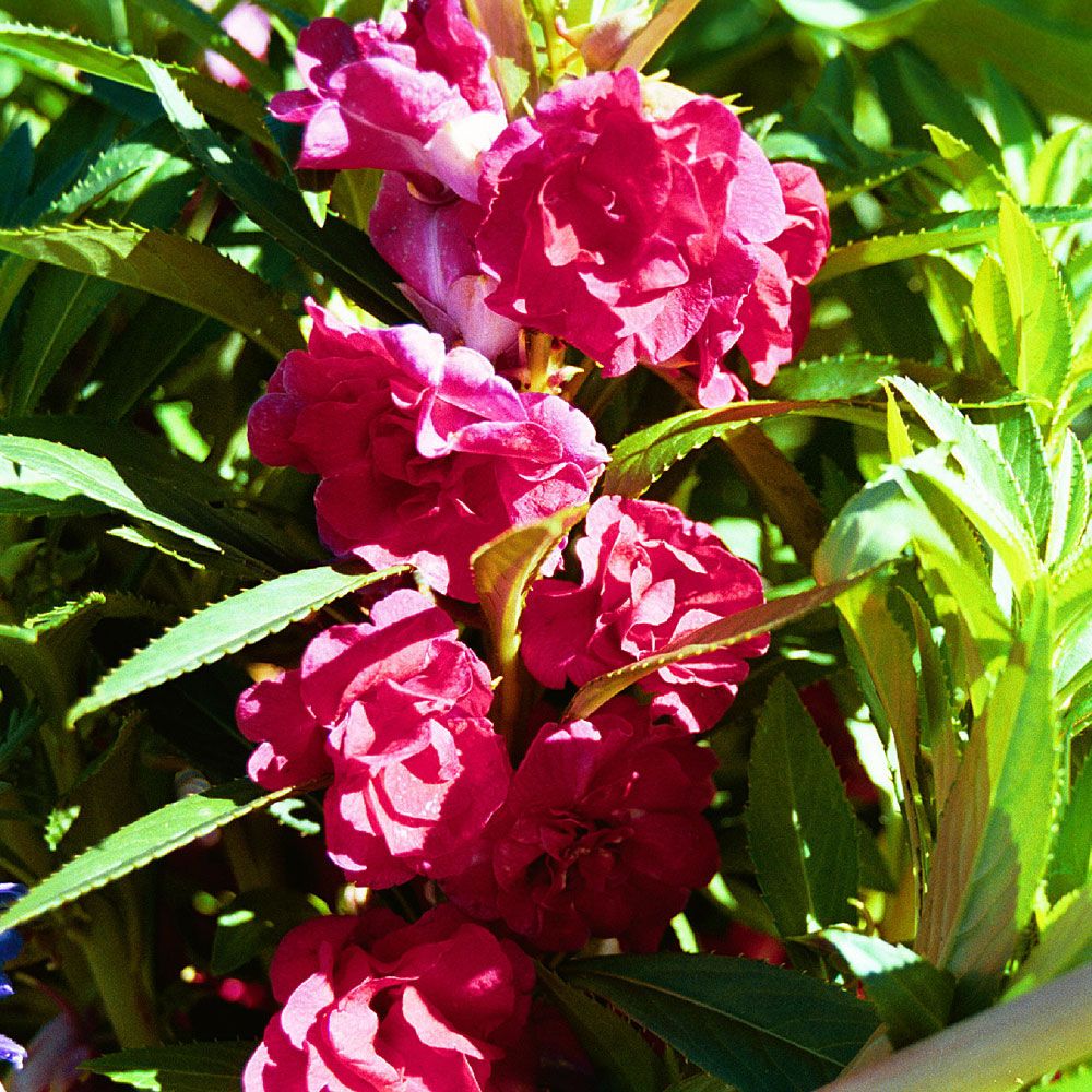Mummonpalsami 'Scarlet Favourite' ryhmässä Siemenet / Yksivuotiset kukat @ Impecta Fröhandel (8442)