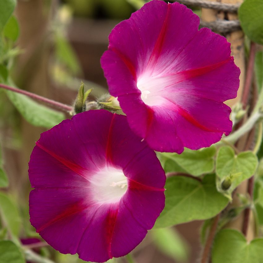 Aitoelämänlanka 'Crimson Rambler', Voimakkaat violetinsävyiset kukat, joissa on valkoinen tähtikuvio.