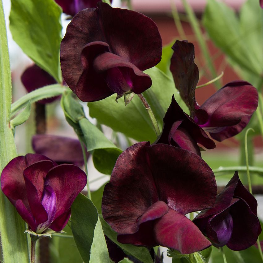 Tuoksuherne 'Spencer Beaujolais', Tumman violetin ja syvän viininpunaisia, silkkisiä kukkia.