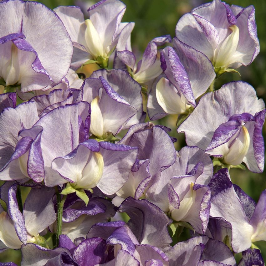 Tuoksuherne 'Spencer Nimbus', Suurikukkainen tuoksuherne, jonka kukat ovat läpikuultavat.