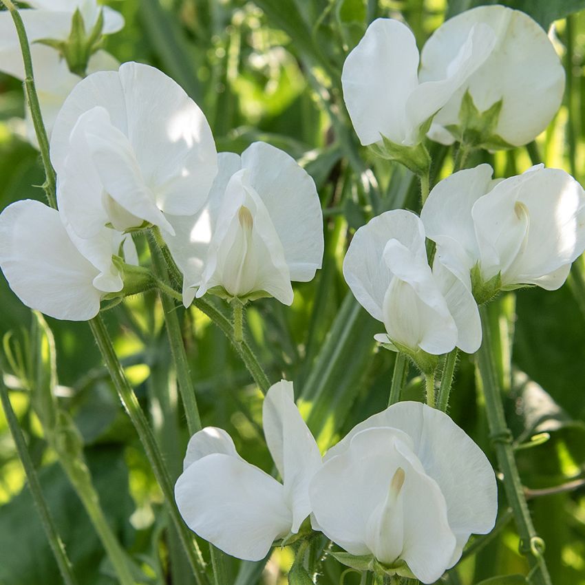 Tuoksuherne 'Royal White', Suuret kukat, joissa kirkkaat voinkeltaiset silmut.