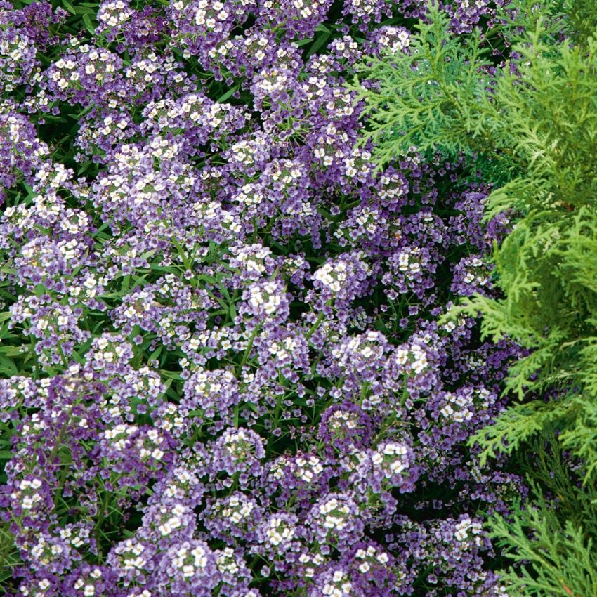 Tuoksupielus 'Violet Queen' ryhmässä Siemenet / Yksivuotiset kukat @ Impecta Fröhandel (8528)