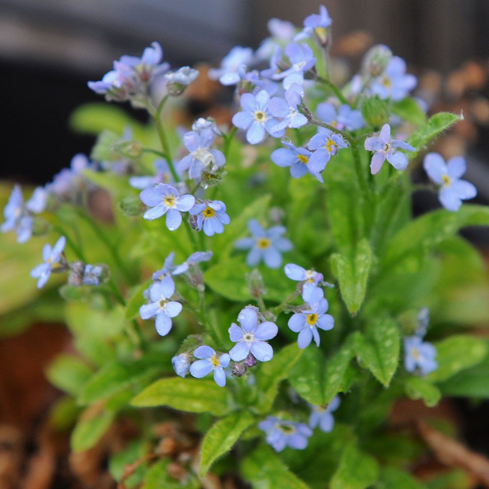 Alppilemmikki 'Savoie Blue' ryhmässä Siemenet / Yksivuotiset kukat @ Impecta Fröhandel (85770)