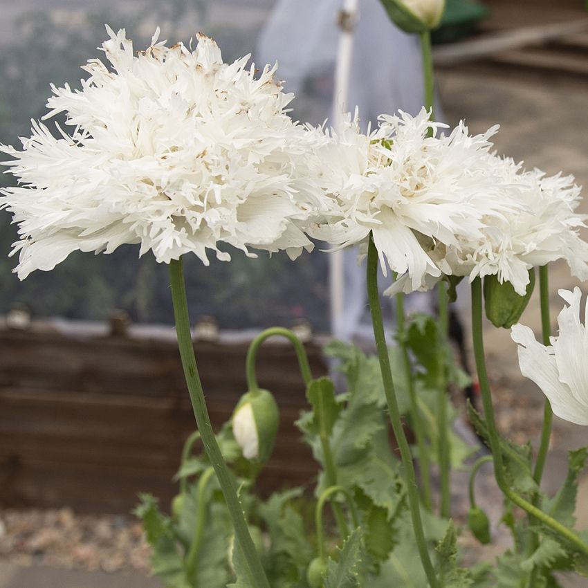 Oopiumunikko 'Swansdown' ryhmässä Siemenet / Yksivuotiset kukat @ Impecta Fröhandel (86201)