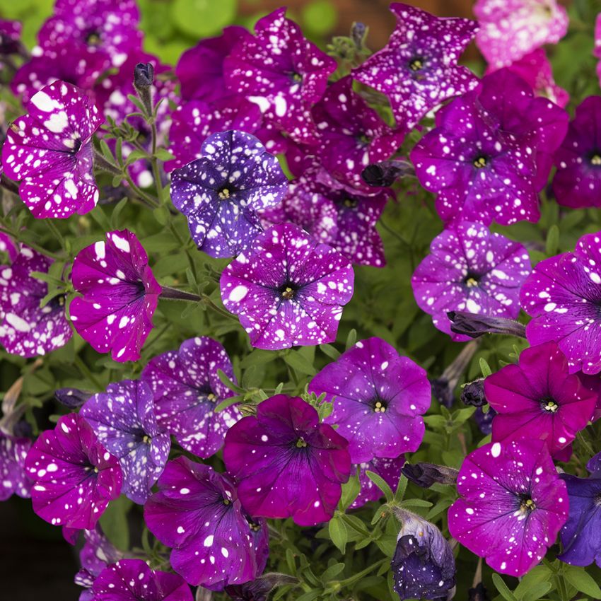 Petunia F1 'Dot Star Dark Violet' ryhmässä Siemenet / Yksivuotiset kukat @ Impecta Fröhandel (86420)