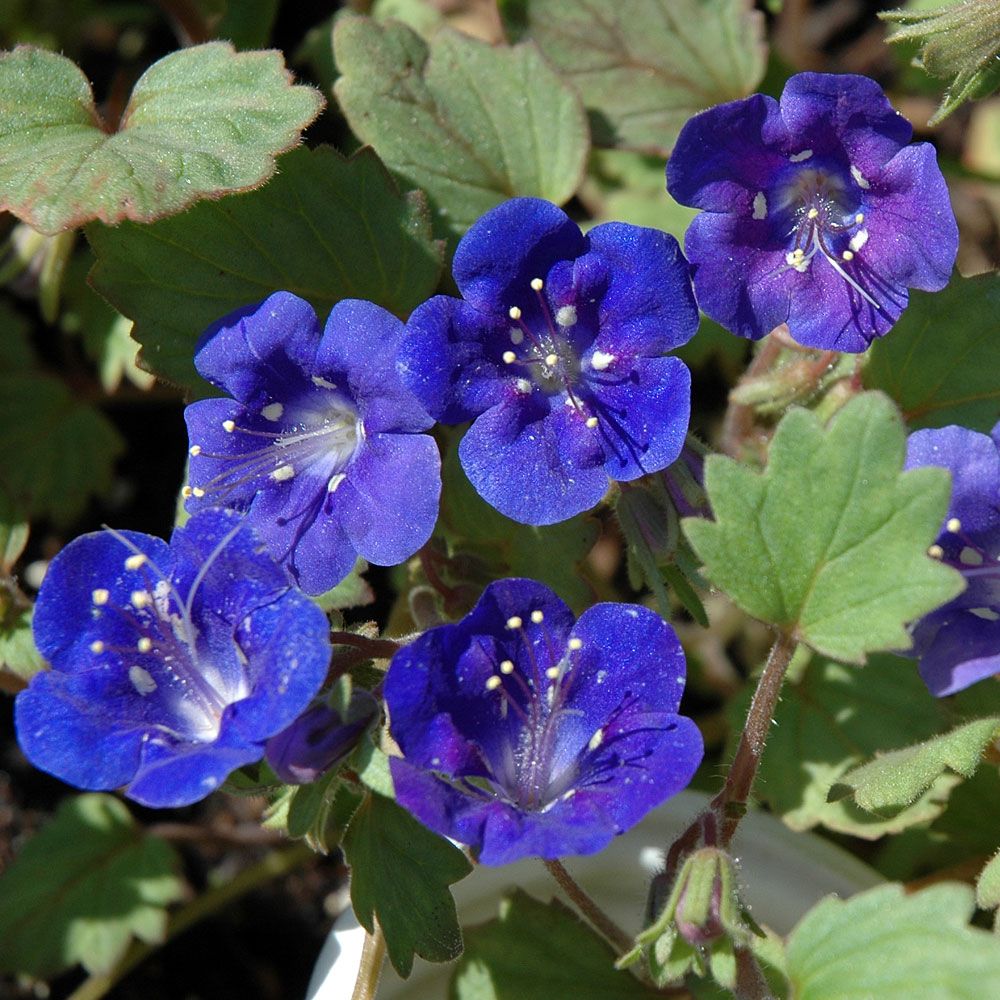 Kellohunajakukka 'Blue Wonder' ryhmässä Siemenet / Yksivuotiset kukat @ Impecta Fröhandel (8650)