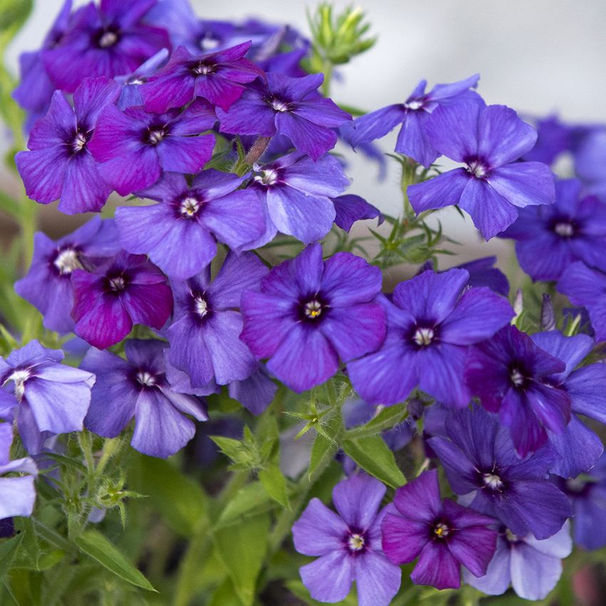 Kesäleimu 'Blue Beauty' ryhmässä Siemenet / Yksivuotiset kukat @ Impecta Fröhandel (86710)
