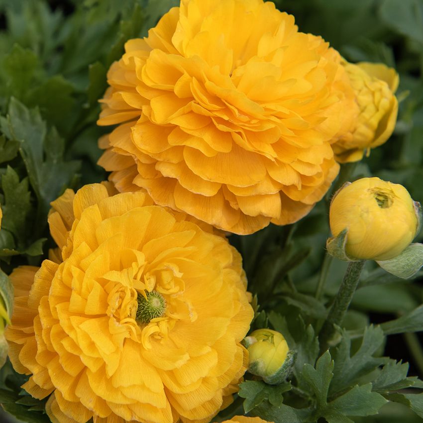 Jaloleinikki F1 'Bloomingdale II Golden Yellow Shades', Varhain keväällä kukkiva, lämpimän oranssinkeltaiset kukat tukevassa varressa.