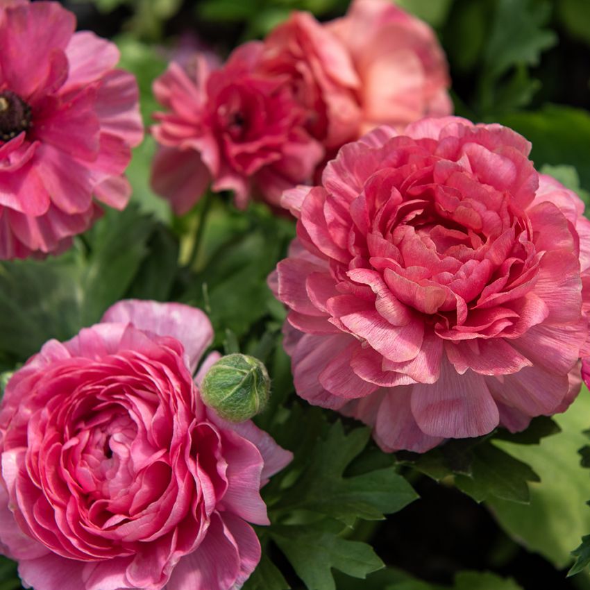 Jaloleinikki F1 'Bloomingdale II Rose Shades', Varhaista kevään kukkaloistoa. Vadelmanpunaisen sävyisiä kukkia tukevissa varsissa.