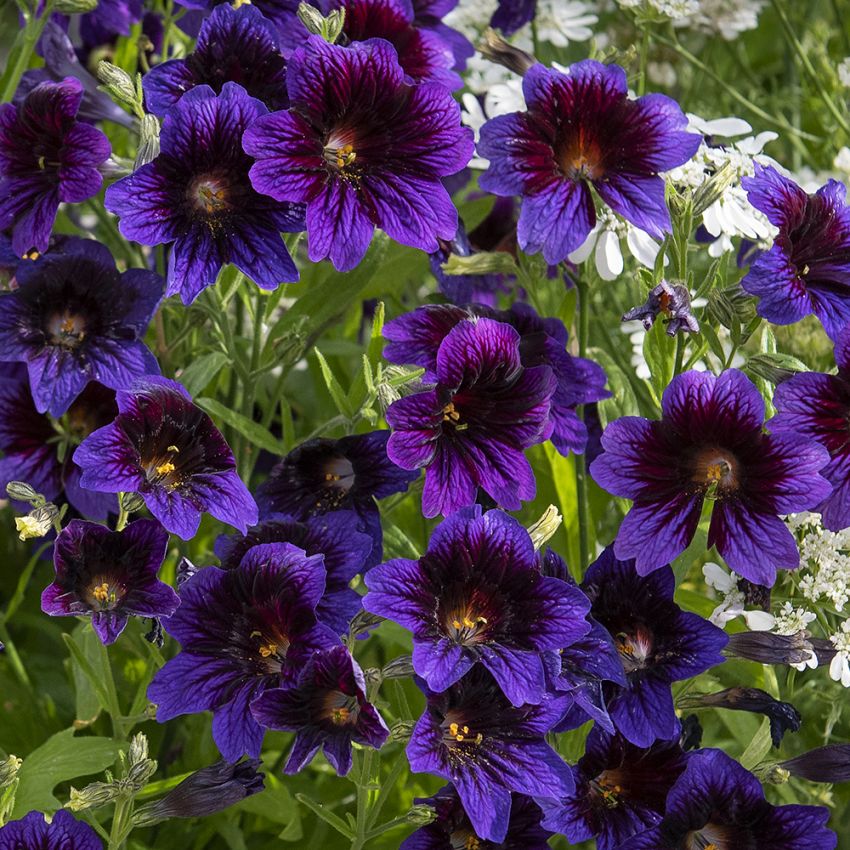 Torvikukka 'Kew Blue' ryhmässä Siemenet / Yksivuotiset kukat @ Impecta Fröhandel (87040)