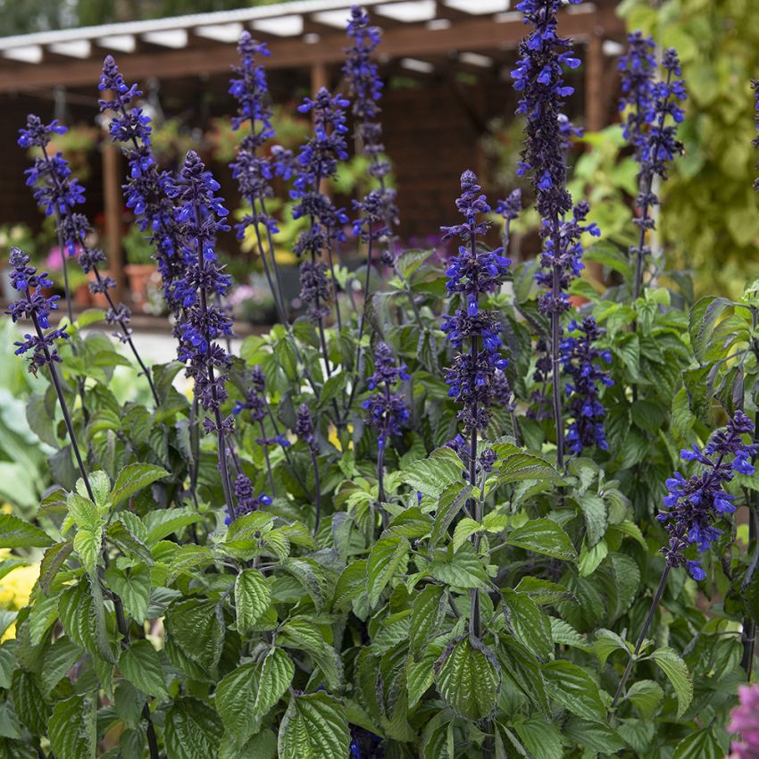 Salvia 'Big Blue' ryhmässä Siemenet / Yksivuotiset kukat @ Impecta Fröhandel (87120)