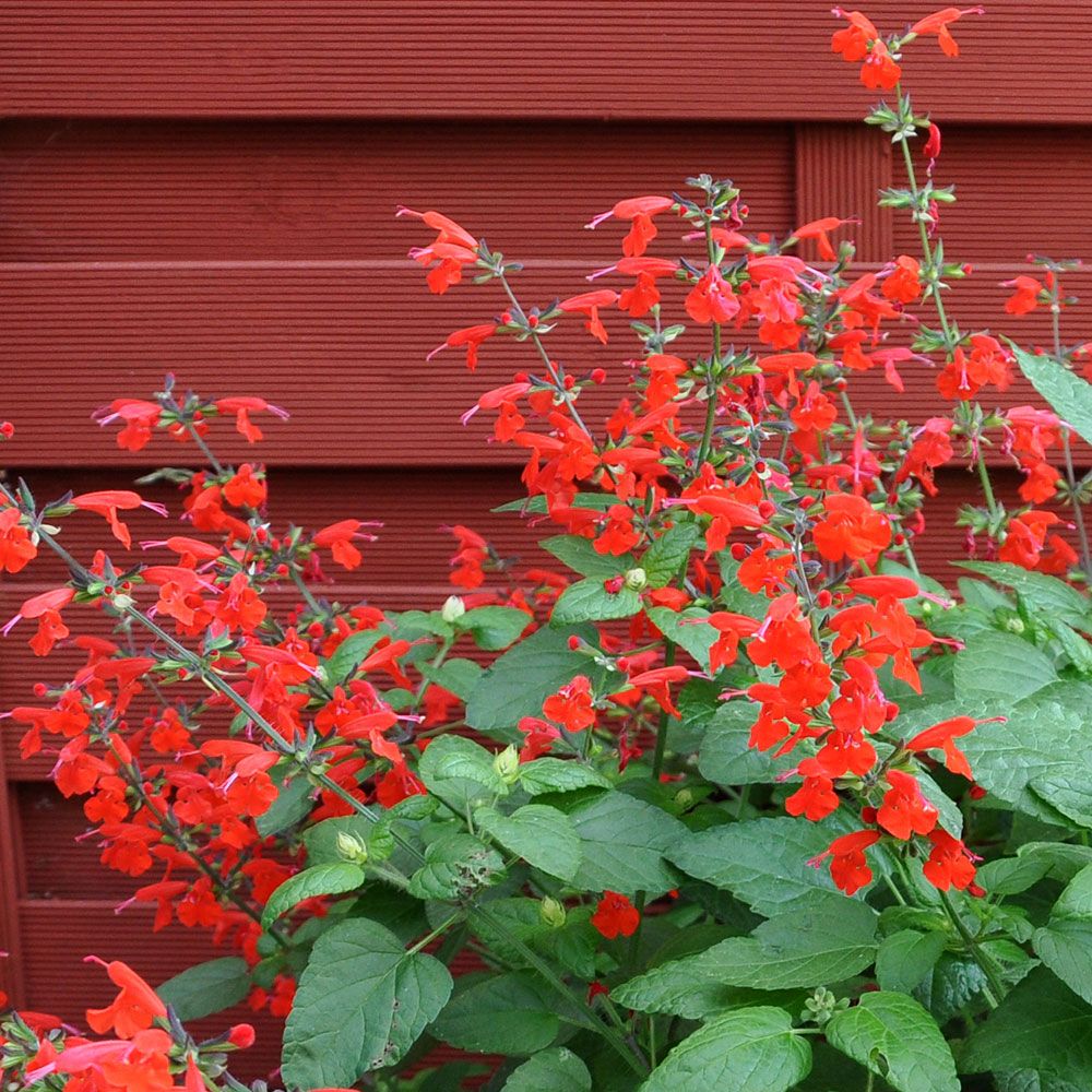 Punasalvia 'Summer Jewel Red' ryhmässä Siemenet / Yksivuotiset kukat @ Impecta Fröhandel (8714)