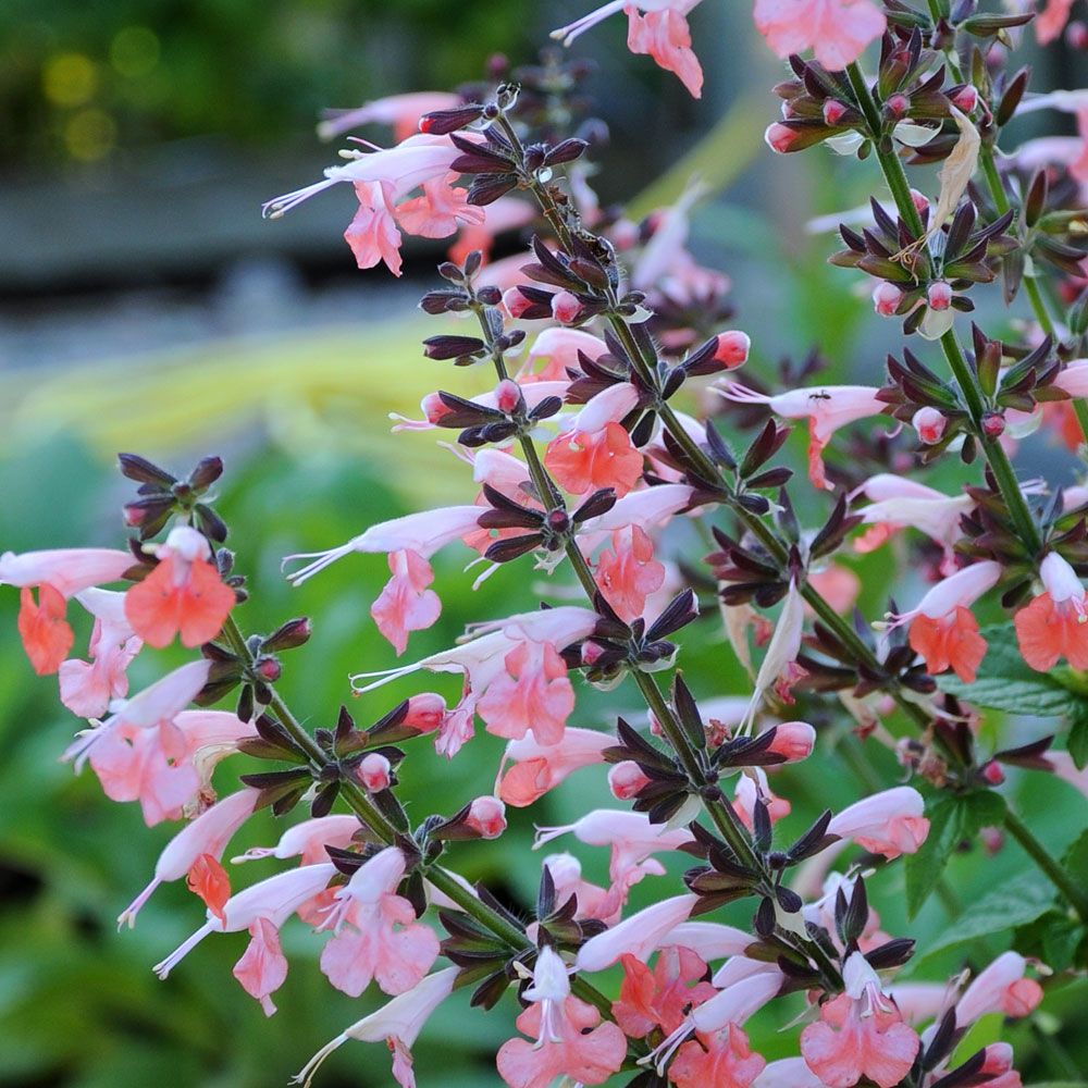 Punasalvia 'Summer Jewel Pink' ryhmässä Siemenet / Yksivuotiset kukat @ Impecta Fröhandel (87141)