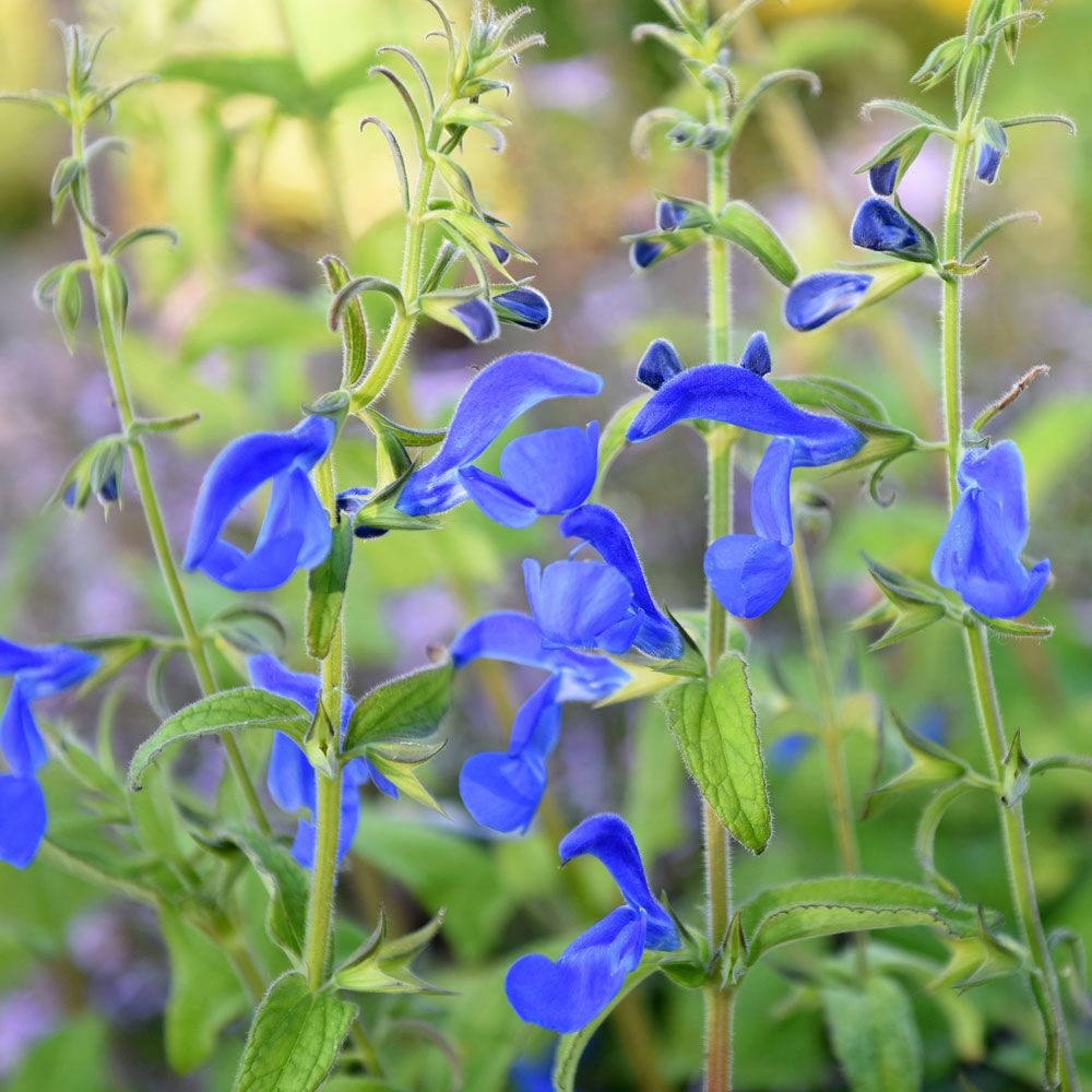 Sinisalvia 'Oxford Blue' ryhmässä Siemenet / Yksivuotiset kukat @ Impecta Fröhandel (87161)