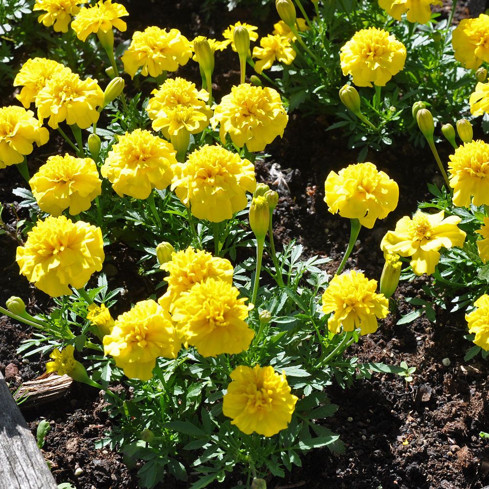 Samettikukka 'Primo Yellow' ryhmässä Siemenet / Yksivuotiset kukat @ Impecta Fröhandel (8741)
